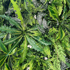 5D Greenery Grass Wall Panel for Outdoor Party Event Decoration