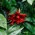 3D Artificial Green Plant Wall Backdrop for Wedding Garden & Party Decoration